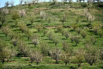 توسعه باغها در زمین های شیبدار؛ فرصتها و چالشها
