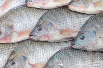 سرنوشت پرورش تیلاپیا به کجا رسید؟