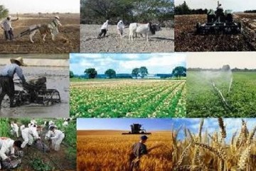 تشکل‌های تعاون روستایی بازوی توانمند دولت در تنظیم بازار و توسعه کشاورزی