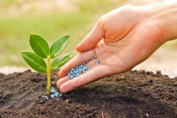 از آزمایشگاه تا مزرعه؛ وقتی بذرهای اصلاح‌شده بهره‌وری را چند برابر می‌کند
