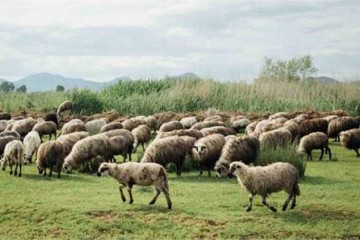 ایران رتبه چهارم تولید دام در جهان/ فرصت مناسبی برای بازگشایی صادرات دام است