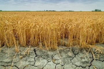 کشاورزی عربستان واقعا پیشرفته است یا با پول زیاد، پیشرفته‌نمایی می‌کند؟