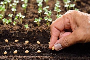 ۴ رقم جدید گندم و سورگوم معرفی شد
