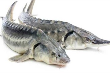 صید تجاری ماهیان خاویاری دریای خزر ممنوع است
