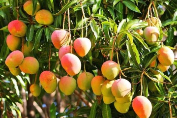 هسته‌ای در کشاورزی | کاهش مؤثر ضایعات با پرتودهی هسته‌ای