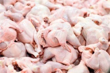 مشاور اتحادیه مرغداران گوشتی: صادرات ۲ هزار و ۳۰۰ تن مرغ از ابتدای سال