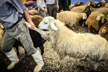 فرهنگ‌سازی کلید توقف کشتار غیربهداشتی دام است