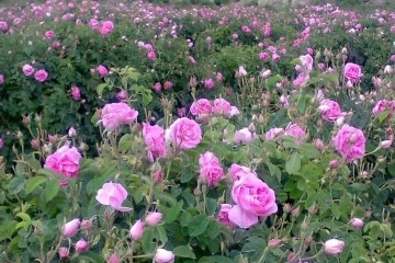 ساخت دستگاه مکانیزه برداشت گل محمدی در کشور