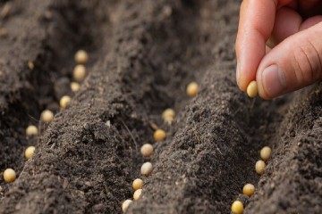بذر ایرانی در میان ۲۰ رقم برتر جهان