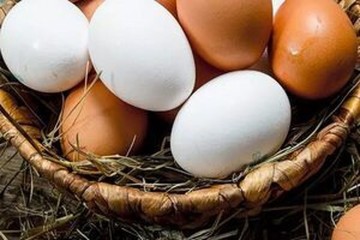 مجوز خرید حمایتی ۳۰ هزار تن تخممرغ صادر شد