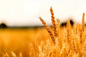 تعیین‌تکلیف نرخ خرید تضمینی گندم در اولویت شورای قیمت‌گذاری است