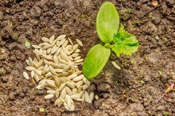 افزایش بهره‌وری آب کشاورزی با کشت ۶۵ رقم بذر مقاوم به خشکی