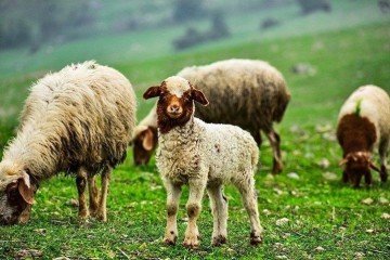 دام زنده بیمشتری ماند/ چرخه تولید در آستانه فروپاشی