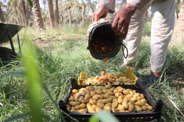 خرما هنوز نرسیده، خارَک درو می‌شود / روایتی از شادگانِ شیرین و تلخ