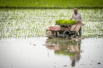 فناوری هسته‌ای در خدمت برنجکاران مازندران؛ پرتوها در شالیزارها پدیدار شدند