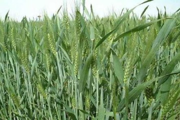 کشت تریتیکاله؛ گام مؤثر گیلان در توسعه کشاورزی کم‌آب‌بر است