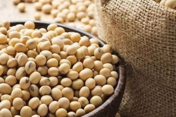 درخواست ترامپ از چین؛ خرید سویای آمریکایی ۴ برابر شود