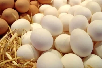 خرید حمایتی تخم‌مرغ و صادرات به افغانستان و پاکستان آغاز شد