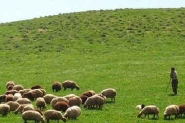 ۲ میلیون هکتار به طرح‌های مرتعداری کشور اضافه می شود