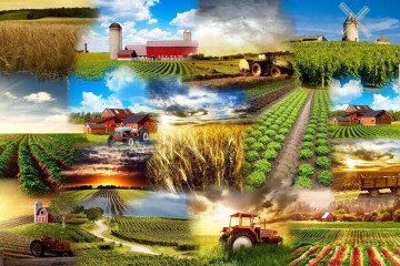 آذربایجانغربی رتبه نخست محصولات پر آببر در کشور!