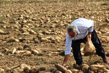 کشاورز قصرشیرینی با برداشت ۱۵۳ تن چغندرقند از هر هکتار نمونه کشوری شد