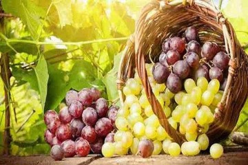 ایران هشتمین تولیدکننده انگور جهان؛ تاکید بر توسعه صادرات و کشاورزی هوشمند