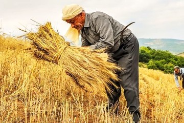۳۰درصد گندم کشور از برداشت تا مصرف هدر میرود