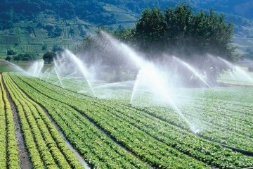 معرفی ۴۳ رقم غلات مقاوم به خشکی و شوری
