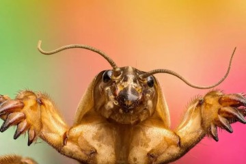 آبدزدک؛ حشره‌ای موذی با زندگی زیرزمینی، دست‌های بیلچه‌ای و صدای بلند که دشمن باغچه و زمین‌های کشاورزی‌ست