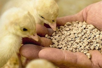 خوراک دام و طیور وارداتی بی کیفیت است
