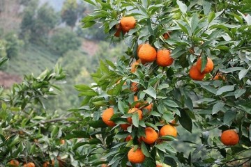 تمایل چین به استفاده از محصولات کشاورزی مازندران