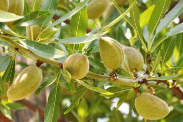 ۸ میلیارد درآمد از یک هکتار باغ بادام دیم