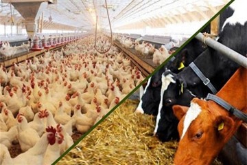 امنیت غذایی مردم، قربانی سیاست های ارزی/ فرصت تامین جو را از دست دادیم!