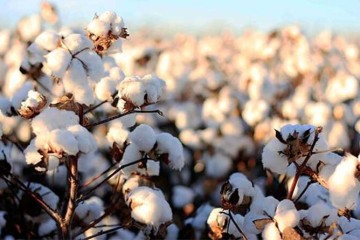 دو رقم جدید پنبه مقاوم به کم‌آبی معرفی شد