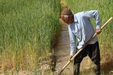 تقویت ارکان بهره‌وری راهکار نجات تولید و تضمین امنیت غذایی است