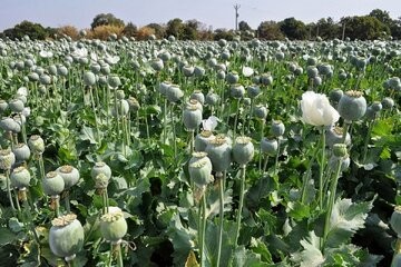 میزان مجوز واردات تریاک سالانه ۵۰تُن است/ اگر در هر هکتار ۲۵کیلو تریاک تولید شود، برای تریاک مورد نیاز وزارت بهداشت به ۸۰هزار هکتار زمین احتیاج است