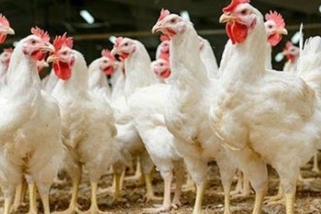 فاصله ۱۰ ساله پروژه محرمانه مرغ «آرین» تا رسیدن به بازار