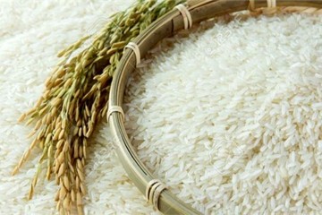 برنج در دام سوءمدیریت‌ها؛ از عملکرد جزیره‌ای تا احتکار