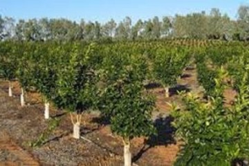 ۱۲ هزار و ۵۳۲ هکتار از باغات آذربایجان‌شرقی شناسنامه‌دار شد