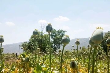 بازگشت به‌ روزگار کشت خشخاش