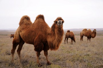 شترهای بومی ایران در مسیر توسعه ژنتیکی قرار گرفتند/ اجرای قانون هویت‌گذاری دام کشور