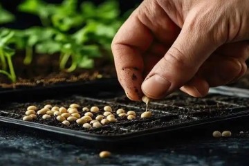 ۶ رقم بذر هیبرید فناورانه به زودی وارد سبد غذایی می‌شود