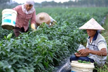 استراتژی بین‌المللی شدن شرکت‌های کشاورزی خارجی چین