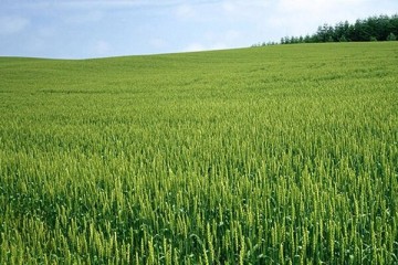 بحران آب تهدیدی برای امنیت غذایی کشور است