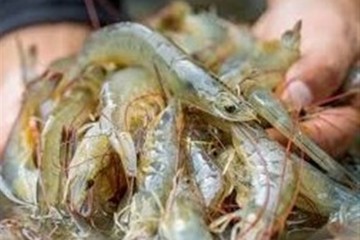 یک بیماری تولید میگو در کشور را نصف کرد