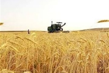 قیمت گندم ماکارونی اعلام شد