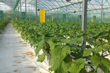 طرحهای جدید برای توسعه گلخانهها، دامپروری و شیلات در کشور