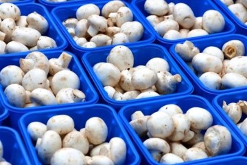 تولید 195 هزار تن قارچ خوراکی تا پایان امسال