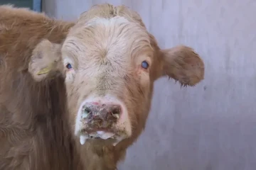 دام آلوده از کشورهای همسایه وارد ایران شد / نقطه آغاز آلودگی نزدیک فرودگاه امام خمینی و پیام بود