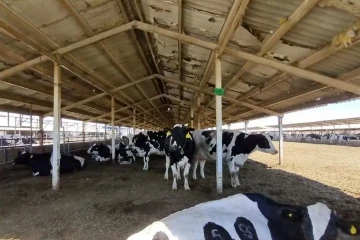 دام‌های تهران، قم، البرز، قزوین و مرکزی به تب برفکی مبتلا شده‌اند